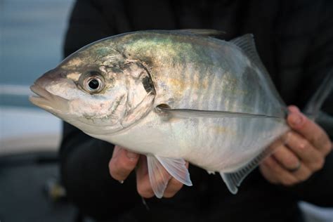 trevally fish|Trevally .